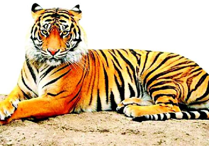 Yawatmal's new identity 'district of tigers' | यवतमाळची नवी ओळख ‘वाघांचा जिल्हा’ Yawatmal's new identity 'district of tigers' | यवतमाळची नवी ओळख ‘वाघांचा जिल्हा’