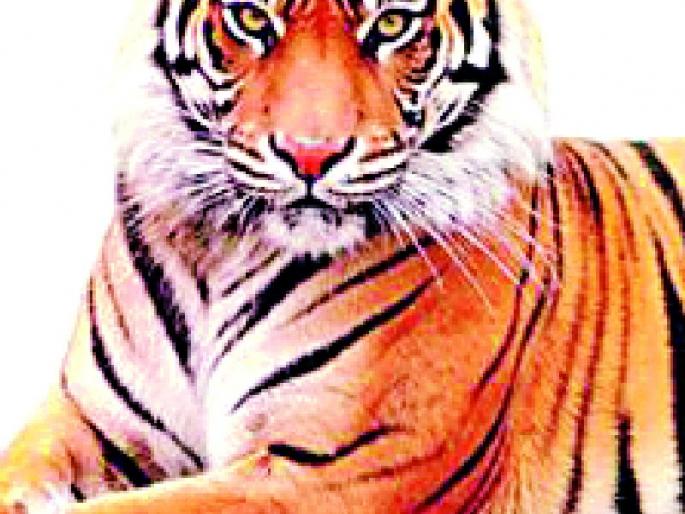 Proposal for extension of 'Tipeshwar' | ‘टिपेश्वर’च्या हद्दवाढीचा प्रस्ताव Proposal for extension of 'Tipeshwar' | ‘टिपेश्वर’च्या हद्दवाढीचा प्रस्ताव