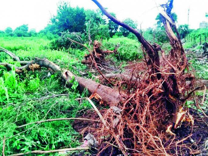 30 illegal maulings in Panjrapol area | पांजरापोळच्या जागेत ३० वृक्षांची बेकायदा कत्तल 30 illegal maulings in Panjrapol area | पांजरापोळच्या जागेत ३० वृक्षांची बेकायदा कत्तल