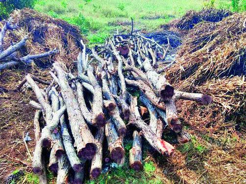 'Khaar' trauma gang in Malegaon forest | मालेगाव जंगलातील ‘खैर’ तस्कर टोळीचा छडा 'Khaar' trauma gang in Malegaon forest | मालेगाव जंगलातील ‘खैर’ तस्कर टोळीचा छडा