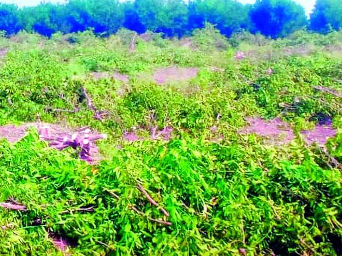 Rotating saws on five acres of vertical orange | पाच एकरातील उभ्या संत्रावर फिरविली आरी Rotating saws on five acres of vertical orange | पाच एकरातील उभ्या संत्रावर फिरविली आरी