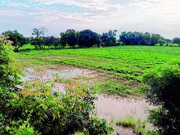 50 percent of the District's Nazar Payeswari | जिल्ह्याची नजर पैसेवारी 50 टक्के 50 percent of the District's Nazar Payeswari | जिल्ह्याची नजर पैसेवारी 50 टक्के