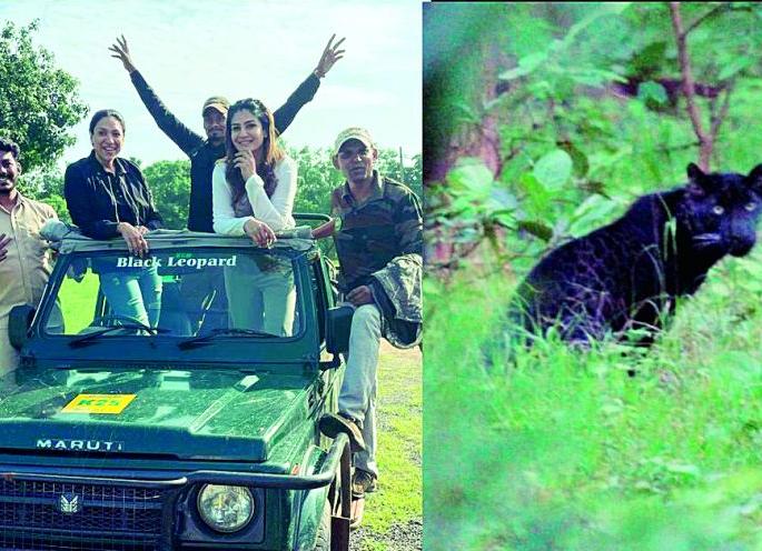 Raveena Tandon seen in Pench 'Baghira'; Social media coverage of 'Amazing Safari' | रविना टंडनला पेंचमध्ये दिसला ‘बघिरा’; ‘अमेझिंग सफारी’चे साेशल मीडियावर काैतुक