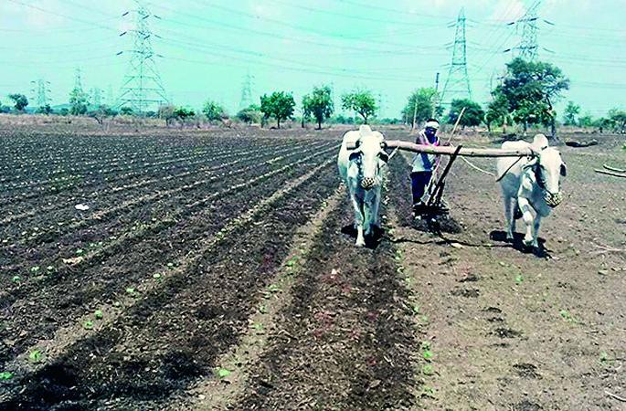 Sowing on 1.10 lakh hectare due to 10.11% rainfall! | १०.११ टक्के पावसाच्या जोरावर झाली तब्बल १.१० लाख हेक्टरवर पेरणी! Sowing on 1.10 lakh hectare due to 10.11% rainfall! | १०.११ टक्के पावसाच्या जोरावर झाली तब्बल १.१० लाख हेक्टरवर पेरणी!