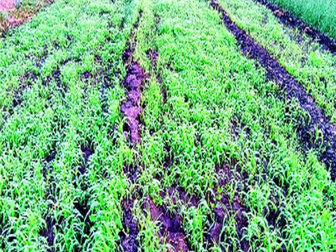 Flatrock sheets at the time of vegetables | भाजीपाल्यावर हिमकणांची चादर Flatrock sheets at the time of vegetables | भाजीपाल्यावर हिमकणांची चादर