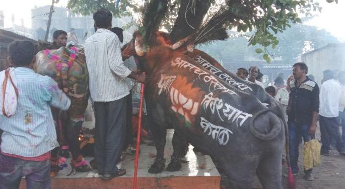 In the 21 th century, tribulation was being given to animals in the name of tradition | २१ व्या शतकातही परंपरेच्या नावाखाली प्राण्यांना दिला जातोय क्लेश In the 21 th century, tribulation was being given to animals in the name of tradition | २१ व्या शतकातही परंपरेच्या नावाखाली प्राण्यांना दिला जातोय क्लेश