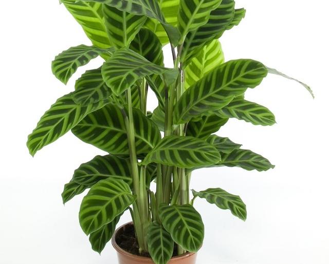  72 lakh trees will be planted | ७२ लाख वृक्षांची होणार लागवड