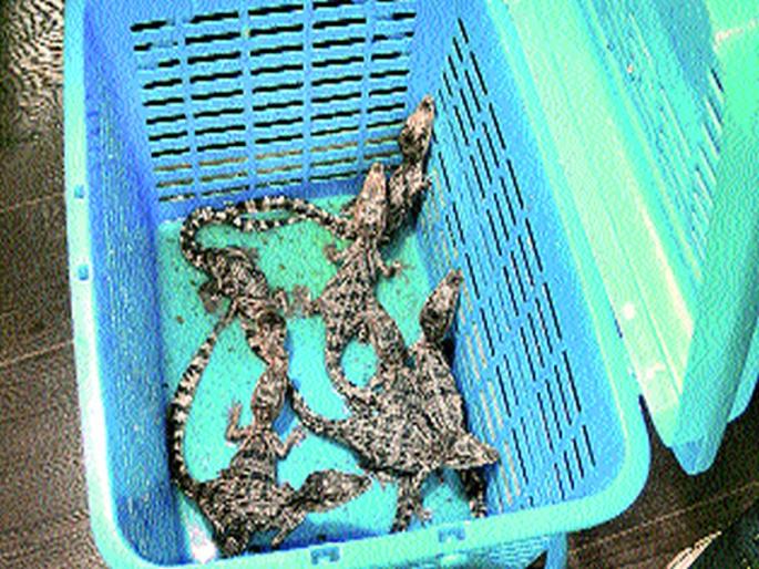 But the bail application for smugglers was canceled by the court | मगर तस्करांचा जामीन अर्ज न्यायालयाकडून रद्द But the bail application for smugglers was canceled by the court | मगर तस्करांचा जामीन अर्ज न्यायालयाकडून रद्द