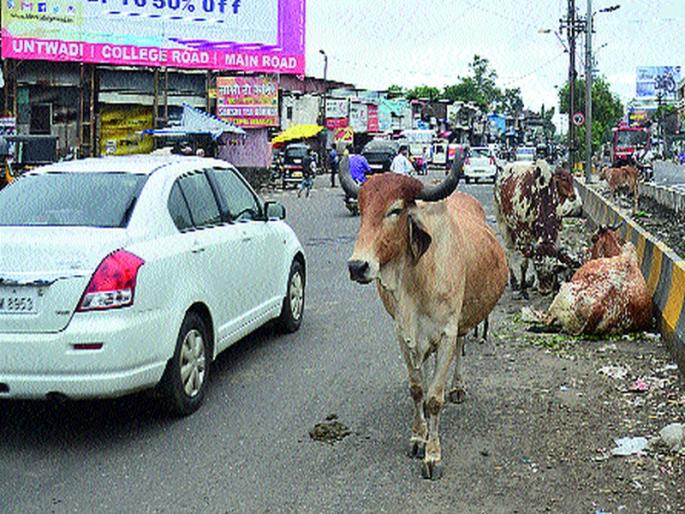 Mokat animals are found here ... | प्रशासन सैराट, जनावरे मोकाट  Mokat animals are found here ... | प्रशासन सैराट, जनावरे मोकाट