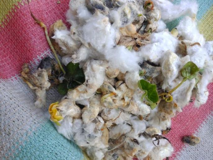 Cotton sprouted in ten days; Farmers in trouble in Wardha District | वेचणीच्या कापसाला दहा दिवसात फुटले कोंब; शेतकरी हवालदील Cotton sprouted in ten days; Farmers in trouble in Wardha District | वेचणीच्या कापसाला दहा दिवसात फुटले कोंब; शेतकरी हवालदील