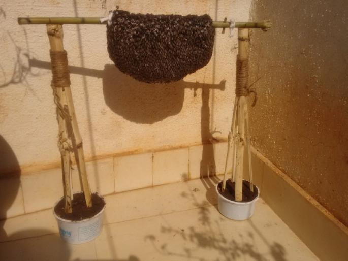 Unique campaign of 'B-Man' in Pune; Receive feedback from across the state | पुण्यातील ‘बी मॅन’ची अनोखी मोहीम; राज्यभरातूनही मिळतोय प्रतिसाद Unique campaign of 'B-Man' in Pune; Receive feedback from across the state | पुण्यातील ‘बी मॅन’ची अनोखी मोहीम; राज्यभरातूनही मिळतोय प्रतिसाद