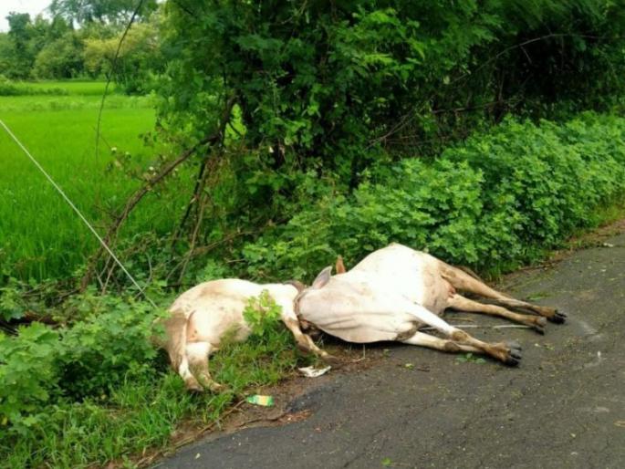 Two cows at Salangtola in Gondia district died on the spot due to electric shock | गोंदिया जिल्ह्यात सलंगटोला येथील दोन गाईंचा विद्युत धक्क्याने जागीच मृत्यू Two cows at Salangtola in Gondia district died on the spot due to electric shock | गोंदिया जिल्ह्यात सलंगटोला येथील दोन गाईंचा विद्युत धक्क्याने जागीच मृत्यू