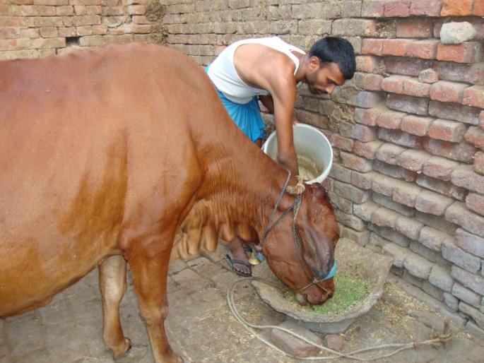 Fodder scarcity crisis in Wardha district this year | वर्धा जिल्ह्यात यंदा चारा टंचाईचे संकट Fodder scarcity crisis in Wardha district this year | वर्धा जिल्ह्यात यंदा चारा टंचाईचे संकट