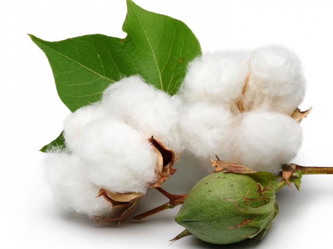 Panchasutra transcript of Amravati farmer's mission to avoid loss | कापसावरील बोंडअळीचा प्रकोप टाळण्यासाठी अमरावतीच्या शेतकरी मिशनतर्फे पंचसूत्रीचा उतारा Panchasutra transcript of Amravati farmer's mission to avoid loss | कापसावरील बोंडअळीचा प्रकोप टाळण्यासाठी अमरावतीच्या शेतकरी मिशनतर्फे पंचसूत्रीचा उतारा