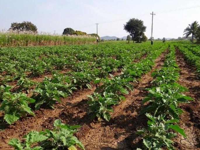 Now primary schools will have to grow vegetables | आता प्राथमिक शाळांना पिकवावा लागणार भाजीपाला Now primary schools will have to grow vegetables | आता प्राथमिक शाळांना पिकवावा लागणार भाजीपाला