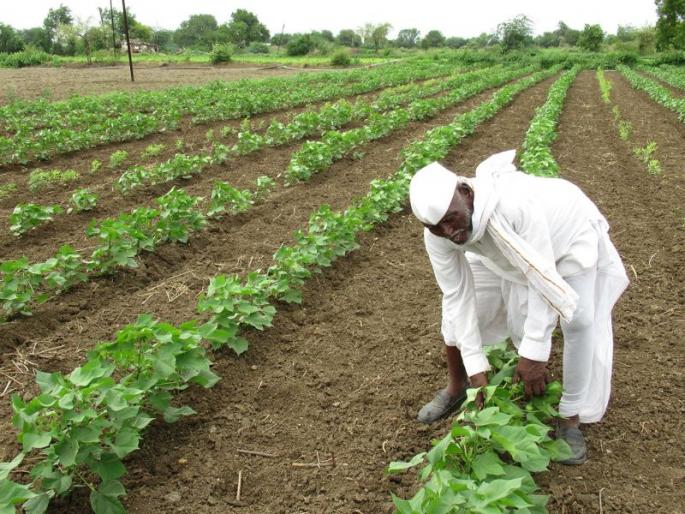 Due to depreciation and sliding prices, there is a rise in cotton prices | अवमूल्यन आणि सरकीच्या भाववाढीनेच कापसात तेजी Due to depreciation and sliding prices, there is a rise in cotton prices | अवमूल्यन आणि सरकीच्या भाववाढीनेच कापसात तेजी