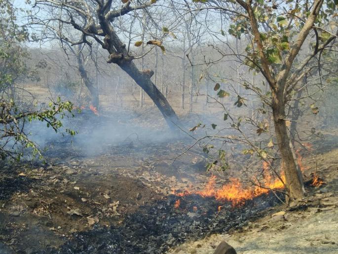 In the Yavatmal district, Mandev forest cought by fire | यवतमाळ जिल्ह्यातल्या मनदेव जंगलात पेटला वणवा In the Yavatmal district, Mandev forest cought by fire | यवतमाळ जिल्ह्यातल्या मनदेव जंगलात पेटला वणवा
