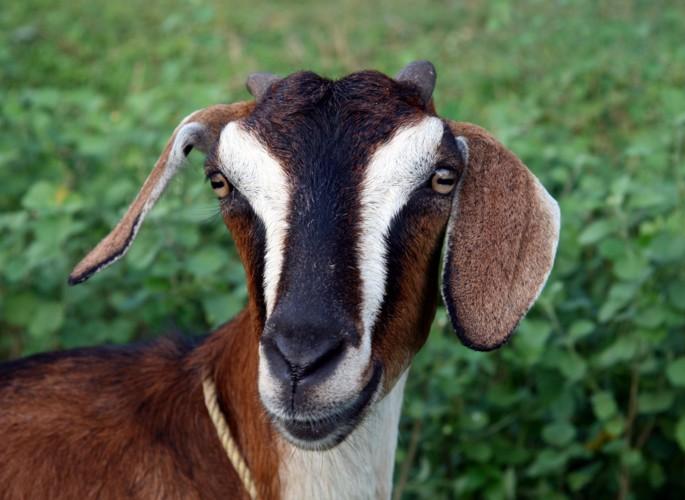 50 goats deaths in Chandrapur district | चंद्रपूर जिल्ह्यात साथीच्या आजाराने ५० शेळ्यांचा मृत्यू 50 goats deaths in Chandrapur district | चंद्रपूर जिल्ह्यात साथीच्या आजाराने ५० शेळ्यांचा मृत्यू