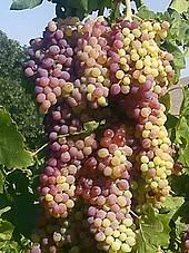 Grape growers in crisis in Jalgaon Neur area | जळगाव नेऊर परिसरात द्राक्ष बागायतदार संकटात Grape growers in crisis in Jalgaon Neur area | जळगाव नेऊर परिसरात द्राक्ष बागायतदार संकटात