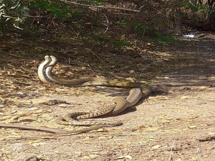 The battle of two warrior serials in Jezuri jumped | जेजुरीत दोन धामण सापांच्या युद्ध प्रसंगाचा थरार The battle of two warrior serials in Jezuri jumped | जेजुरीत दोन धामण सापांच्या युद्ध प्रसंगाचा थरार