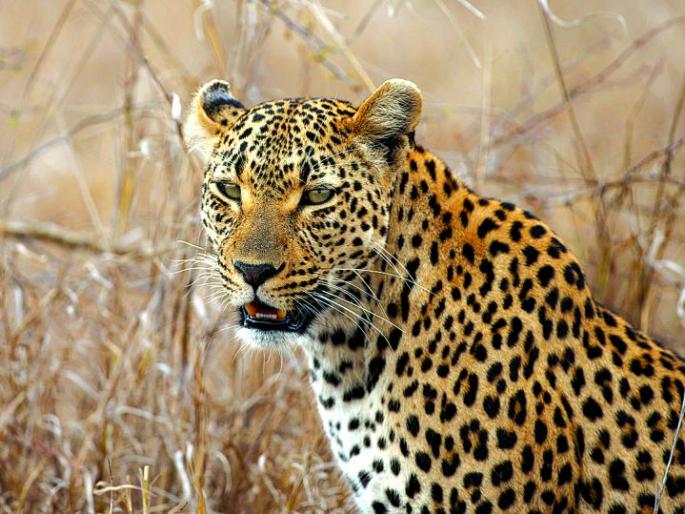 Leopard's pugmarks were found in Ambazari Park in Nagpur | नागपुरातील अंबाझरी उद्यानात बिबट्याचे पगमार्क आढळले Leopard's pugmarks were found in Ambazari Park in Nagpur | नागपुरातील अंबाझरी उद्यानात बिबट्याचे पगमार्क आढळले