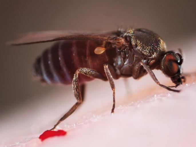 Chandipur's disease, which came back after six years; Six patients in Gadchiroli | सहा वर्षांनंतर परतला चंडिपुरा आजार; गडचिरोलीत सहा रुग्ण Chandipur's disease, which came back after six years; Six patients in Gadchiroli | सहा वर्षांनंतर परतला चंडिपुरा आजार; गडचिरोलीत सहा रुग्ण