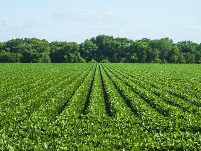 Soybeans prices on high | ढेपीसाेबतच सोयाबीननेही खाल्ला भाव Soybeans prices on high | ढेपीसाेबतच सोयाबीननेही खाल्ला भाव