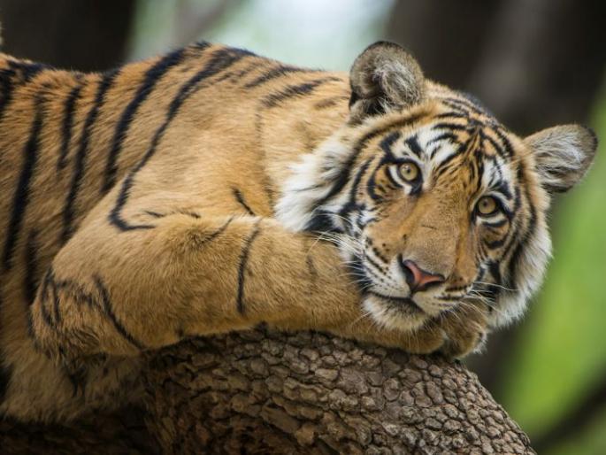 The wife escaped from the clutches of the tiger due to her husband's beating | पतीच्या काठीहल्ल्यामुळे पत्नी वाघाच्या तावडीतून सुटली The wife escaped from the clutches of the tiger due to her husband's beating | पतीच्या काठीहल्ल्यामुळे पत्नी वाघाच्या तावडीतून सुटली