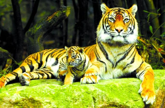 World Tiger Day Special; 12 new sanctuaries announced in eight years | जागतिक व्याघ्र दिन विशेष; राज्यात आठ वर्षांत १२ नवी अभयारण्ये घोषित World Tiger Day Special; 12 new sanctuaries announced in eight years | जागतिक व्याघ्र दिन विशेष; राज्यात आठ वर्षांत १२ नवी अभयारण्ये घोषित