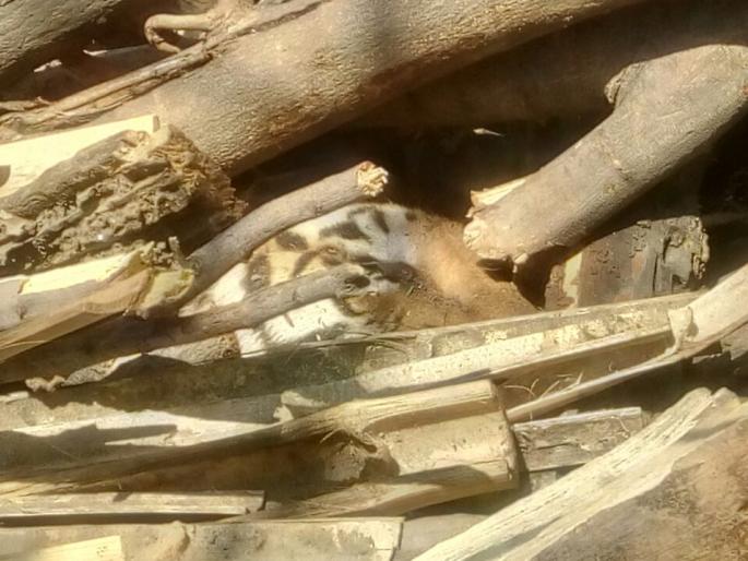 Jai Tigress passed away with a prolonged illness in Nagpur | नागपूरची शान असलेल्या जार्ई वाघिणीचे दीर्घ आजाराने निधन Jai Tigress passed away with a prolonged illness in Nagpur | नागपूरची शान असलेल्या जार्ई वाघिणीचे दीर्घ आजाराने निधन