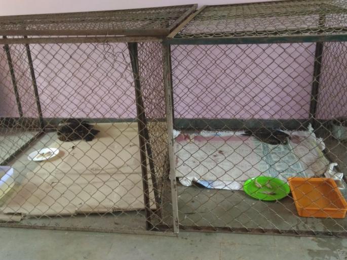 Wounded by the White Army | व्हाईट आर्मीकडून जखमी घारींना जीवदान Wounded by the White Army | व्हाईट आर्मीकडून जखमी घारींना जीवदान