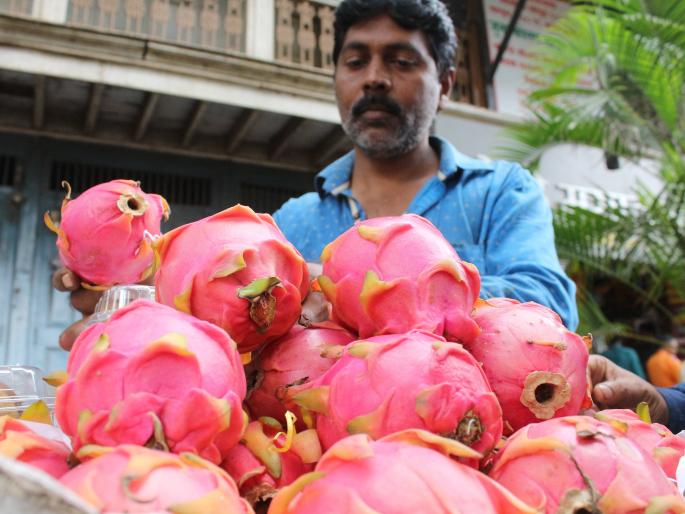 Kolhapur: New Zealand's 'dragon fruit' market, 'Varana' increased in the coming days, falling sugar, jaggery rising | कोल्हापूर : न्यूझीलंडचे ‘ड्रॅगन फ्रुट’ बाजारात, ‘वरण्या’ची आवक वाढल्याने दरात घसरण : साखर, गूळ तेजीत Kolhapur: New Zealand's 'dragon fruit' market, 'Varana' increased in the coming days, falling sugar, jaggery rising | कोल्हापूर : न्यूझीलंडचे ‘ड्रॅगन फ्रुट’ बाजारात, ‘वरण्या’ची आवक वाढल्याने दरात घसरण : साखर, गूळ तेजीत