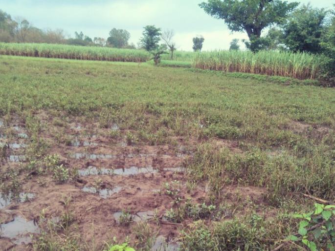 Kolhapur: Streets of crops have been stuck in the rain, Gramsevak, Talathi, agricultural assistants, Pankanme | कोल्हापूर :  पिकांचे पंचनामे अडकले पावसात, ग्रामसेवक, तलाठी, कृषी सहायक करणार पंचनामे