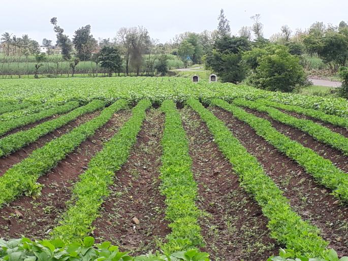 The kharif harvest is almost over due to exposure to rains | पावसाने उघडीप दिल्याने खरीप काढणीची लगबग The kharif harvest is almost over due to exposure to rains | पावसाने उघडीप दिल्याने खरीप काढणीची लगबग