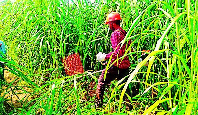 The green cover of 'Co-operative' development | ‘सहकारा’च्या गवताने विकासाची हिरवळ The green cover of 'Co-operative' development | ‘सहकारा’च्या गवताने विकासाची हिरवळ