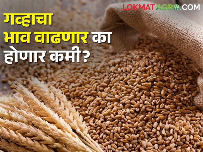 This year, wheat will bring wealth to the farmers? This is the math of demand and price in the market. | यंदा गहू शेतकऱ्यांना मालामाल करणार का? बाजारपेठेत असे आहे सध्या मागणी अन् भावाचं गणित..