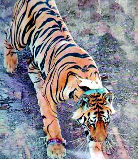 Tiger trapped in Tippswar Wildlife Sanctuary | टिपेश्वर अभयारण्यात पायात फास अडकलेला वाघ मरणाच्या दारात Tiger trapped in Tippswar Wildlife Sanctuary | टिपेश्वर अभयारण्यात पायात फास अडकलेला वाघ मरणाच्या दारात
