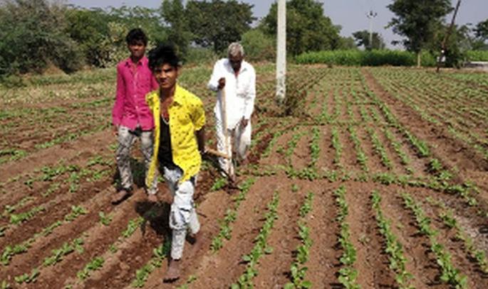 In the state of 300 quintals it rises | ३०० क्विंटल मुळा जातो परराज्यात