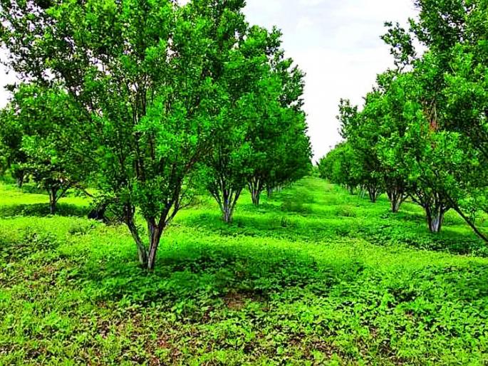 Raindrops; Deer bloom in trouble | पावसाची दडी; मृग बहर अडचणीत