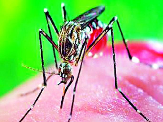 Seven Dengue positives in twin cities | जुळ्या शहरात सात डेंग्यू पॉझिटिव्ह Seven Dengue positives in twin cities | जुळ्या शहरात सात डेंग्यू पॉझिटिव्ह