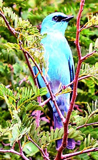 Migratory birds arrive at 24 reservoirs! | २४ जलाशयांवर स्थलांतरित पक्ष्यांचे आगमन! Migratory birds arrive at 24 reservoirs! | २४ जलाशयांवर स्थलांतरित पक्ष्यांचे आगमन!