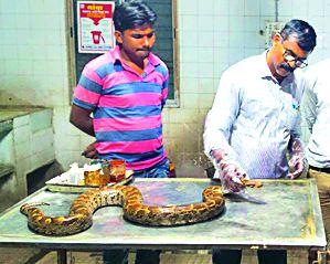 The life of Ajgara survives 60 feet deep | ६० फूट खोल विहिरीतून वाचविले अजगराचे प्राण The life of Ajgara survives 60 feet deep | ६० फूट खोल विहिरीतून वाचविले अजगराचे प्राण