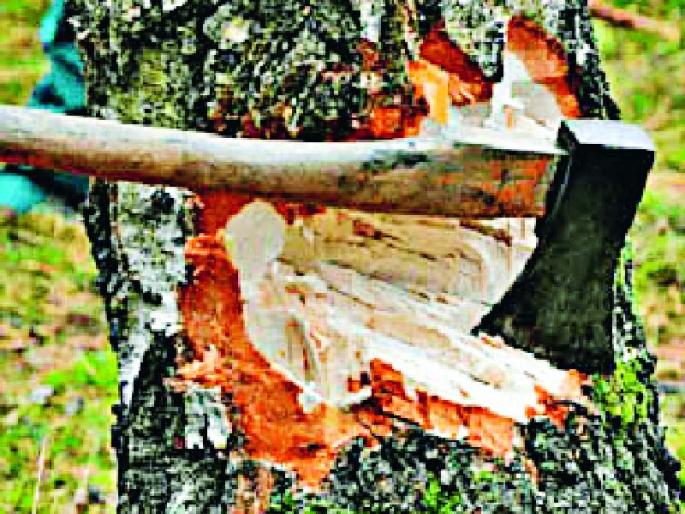 Without a black rumbling in the field, Kupakatai in Melghat! | भूमकाबाबाने काळा उंदीर सोडल्यानंतरच मेळघाटात कूपकटाई! Without a black rumbling in the field, Kupakatai in Melghat! | भूमकाबाबाने काळा उंदीर सोडल्यानंतरच मेळघाटात कूपकटाई!