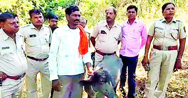 'That' tigers have been a victim of buffaloes | ‘त्या’ वाघाने केली म्हशीची शिकार 'That' tigers have been a victim of buffaloes | ‘त्या’ वाघाने केली म्हशीची शिकार