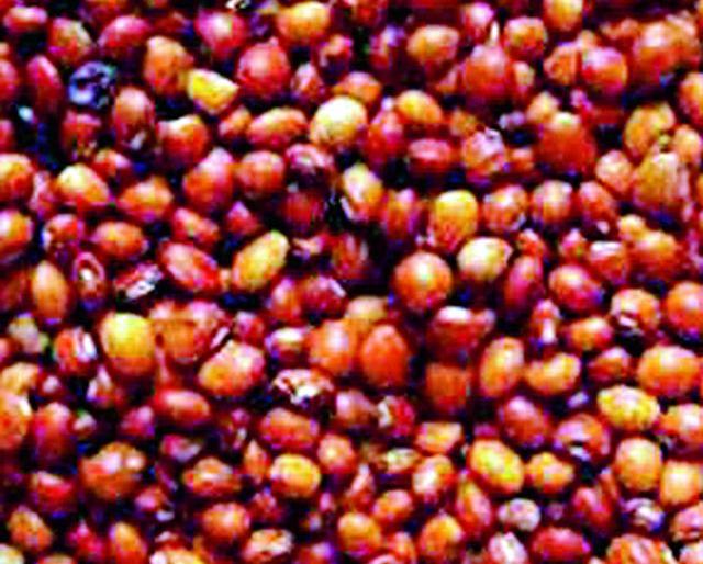 Shop for nine centers this year | यंदा नऊ केंद्रावर तूर खरेदी