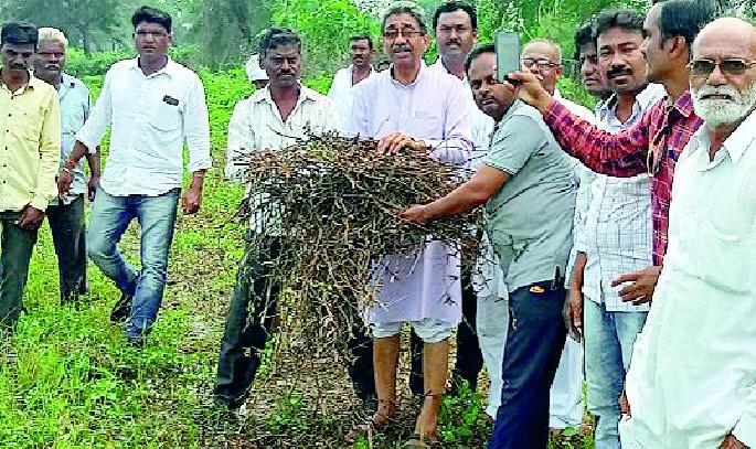 In soybean water in Nandgaon Khandeshwar taluka | नांदगाव खंडेश्वर तालुक्यात सोयाबीन पाण्यात In soybean water in Nandgaon Khandeshwar taluka | नांदगाव खंडेश्वर तालुक्यात सोयाबीन पाण्यात