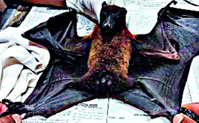 Nileon Manja, Shikra, Vatwaghuli died | नायलॉन मांज्याने शिक्रा, वटवाघूळ मृत्युमुखी