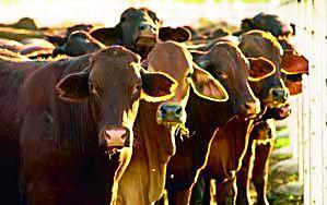 Waiting for Livestock Exemption | पशुगणनेला मुहूर्ताची प्रतीक्षा Waiting for Livestock Exemption | पशुगणनेला मुहूर्ताची प्रतीक्षा