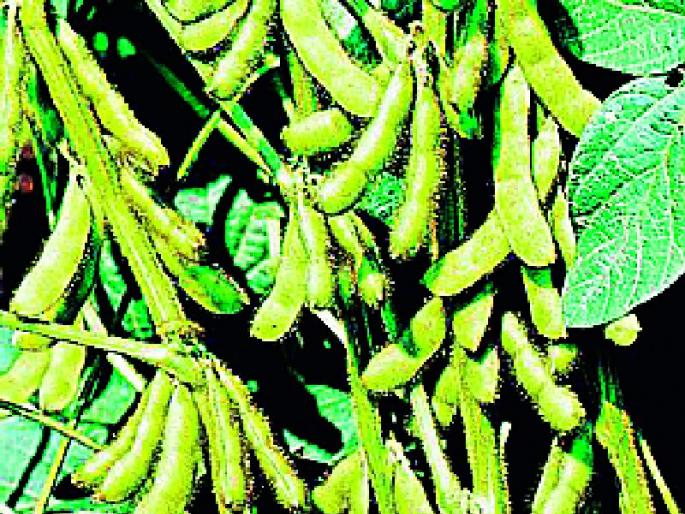 Return rain soybean, cotton roots | परतीचा पाऊस सोयाबीन, कपाशीच्या मुळावर Return rain soybean, cotton roots | परतीचा पाऊस सोयाबीन, कपाशीच्या मुळावर