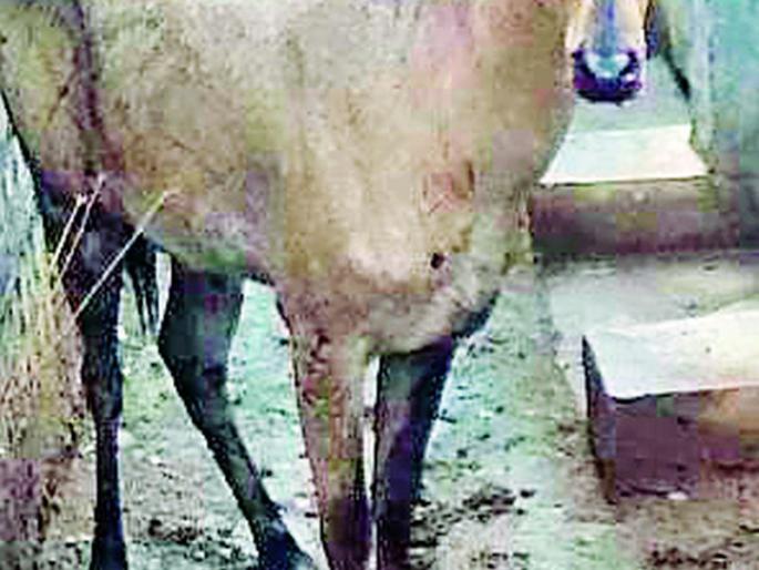 The animal, who bites the bite, is also hit | पशूंना चावा घेणारा रोही दगावला The animal, who bites the bite, is also hit | पशूंना चावा घेणारा रोही दगावला